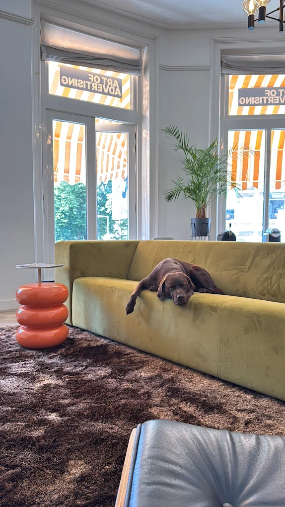 Office dog on the green sofa at Art of Advertising